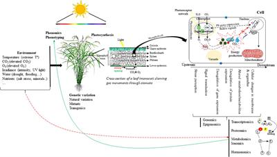 Photosynthesis in a Changing Global Climate: Scaling Up and Scaling Down in Crops